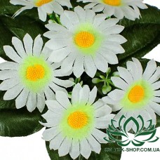 Ромашка белая бордюр-, 21см